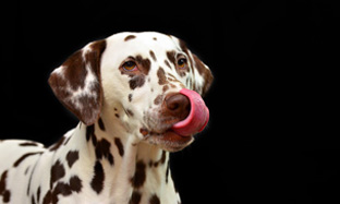 Nutrition after neutering